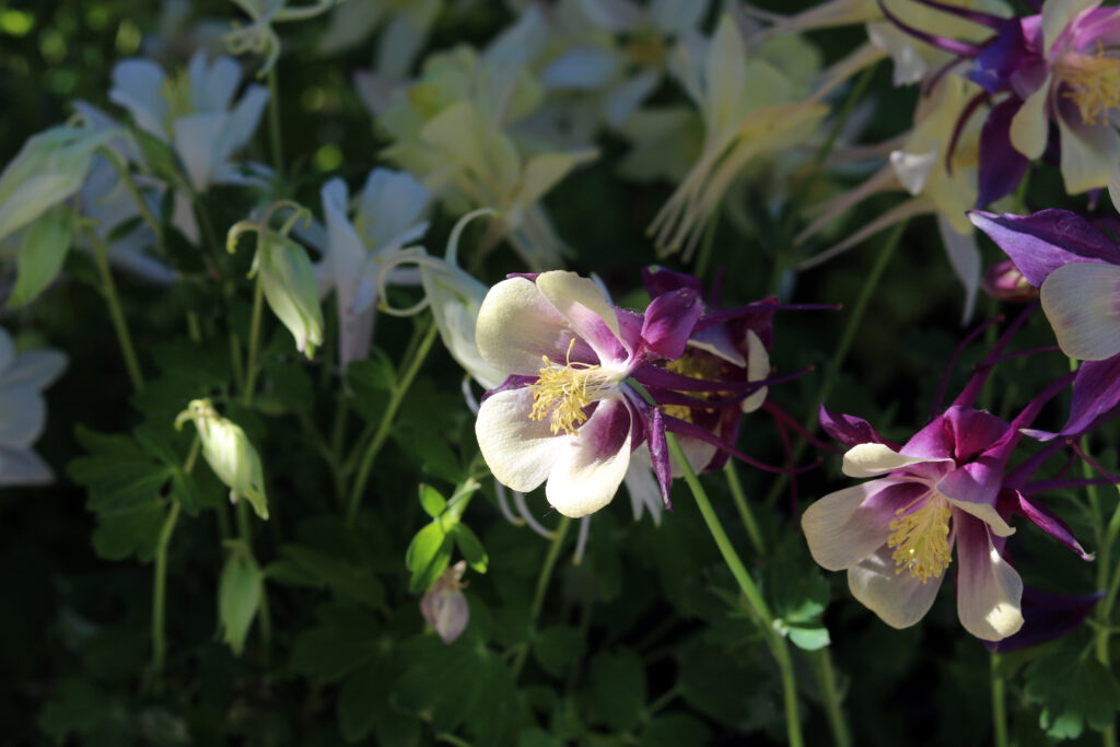 Purple and white colored columbine blooms. 