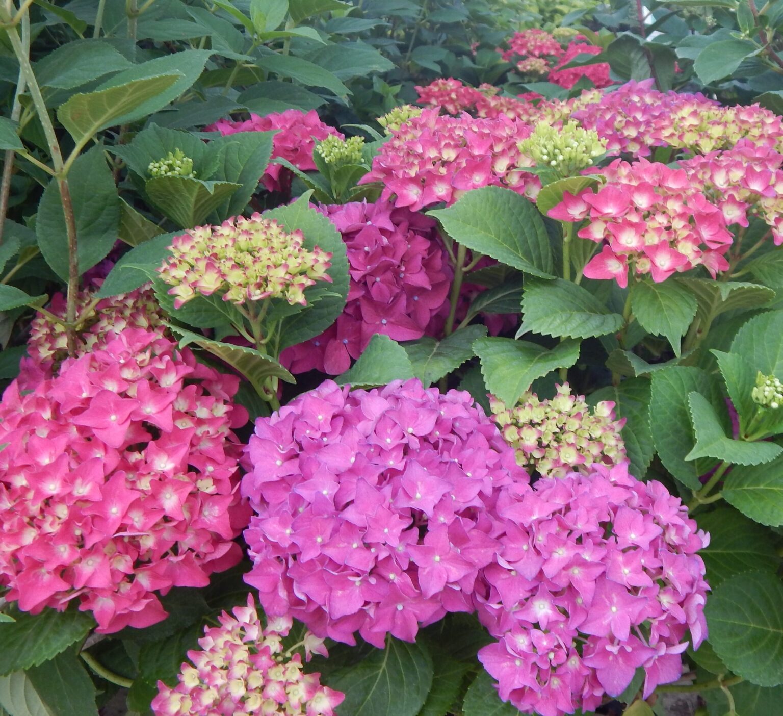 Hydrangea | Piala's Nursery & Garden Shop