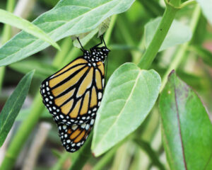 Monarch butterfly on butterfly weed.