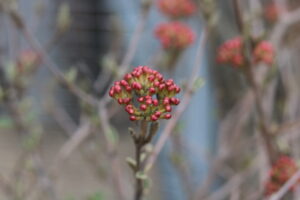 Closeup of a cluster of unopened Koreanspice Viburnum buds.