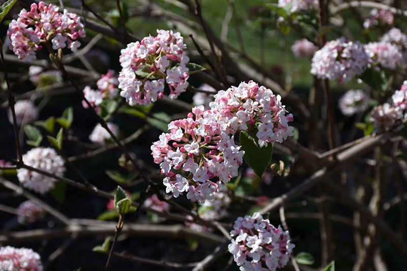 Closeup of Koreanspice Viburnum flowers. They appear light pink and some buds have not yet opened.