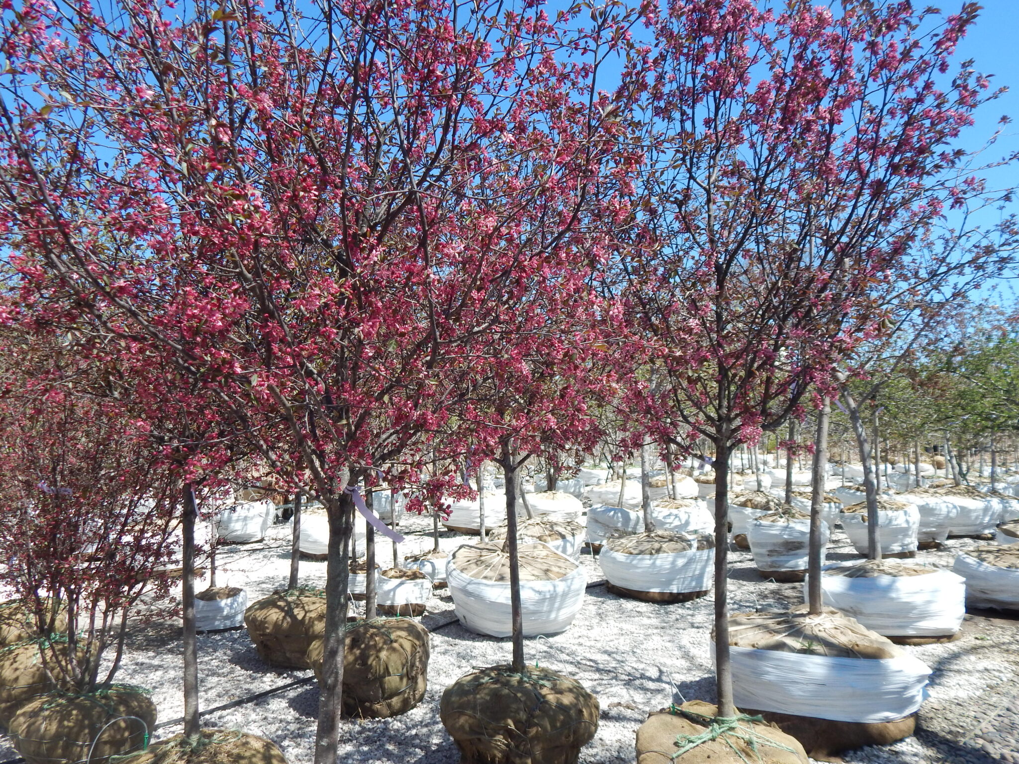 Royal Raindrops Crabapple (Malus ‘JFS-KW5’) | Piala's Nursery & Garden Shop